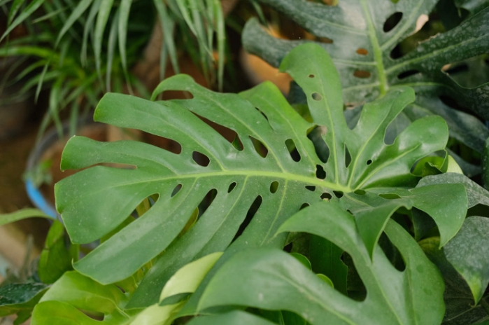 盘点国内著名的花市有哪些花市,欣赏一波过过眼瘾